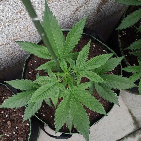 Black Orchid Auto growlog timeline photo
