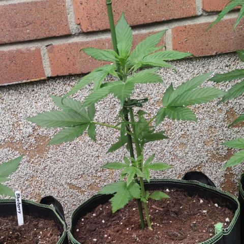 Black Orchid Auto growlog timeline photo