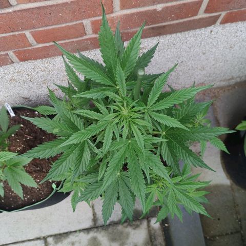Easy Bud (Automatic) growlog timeline photo