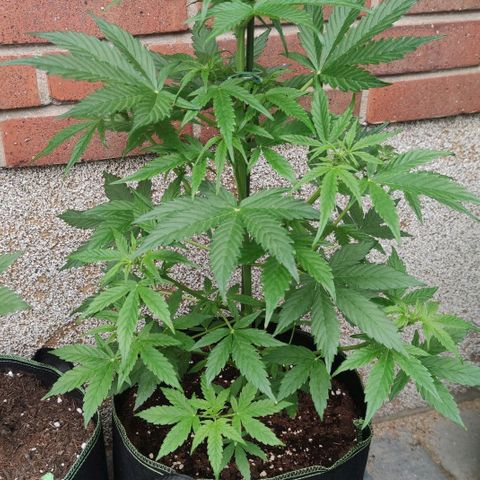 Easy Bud (Automatic) growlog timeline photo