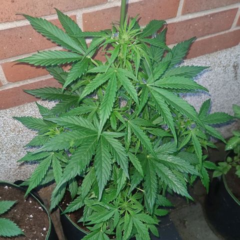 Easy Bud (Automatic) growlog timeline photo
