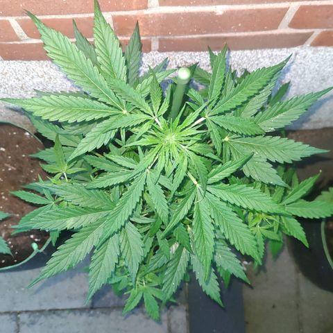 Easy Bud (Automatic) growlog timeline photo