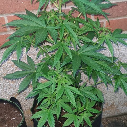 Easy Bud (Automatic) growlog timeline photo