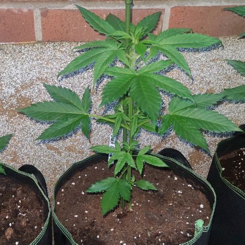 Black Orchid Auto growlog timeline photo