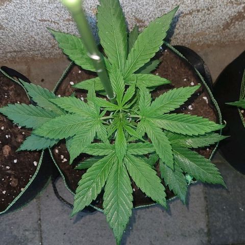 Black Orchid Auto growlog timeline photo