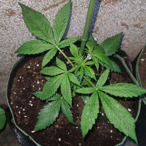 Auto Fat Blueberry  growlog timeline photo