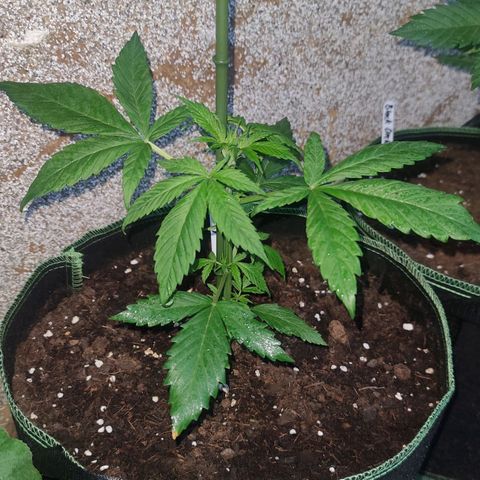 Auto Fat Blueberry  growlog timeline photo