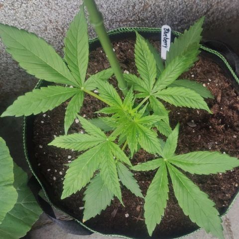 Auto Fat Blueberry  growlog timeline photo