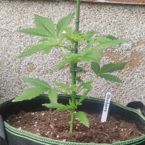 Auto Fat Blueberry  growlog timeline photo
