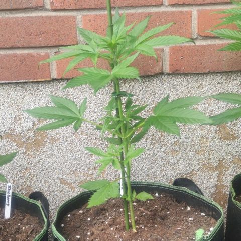 Black Orchid Auto growlog timeline photo