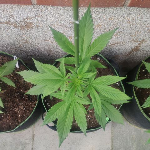 Black Orchid Auto growlog timeline photo
