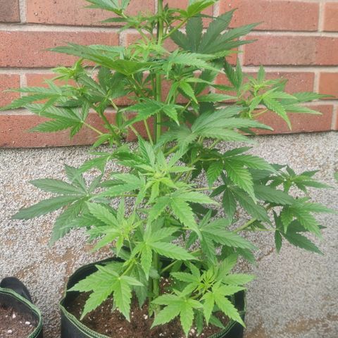 Easy Bud (Automatic) growlog timeline photo