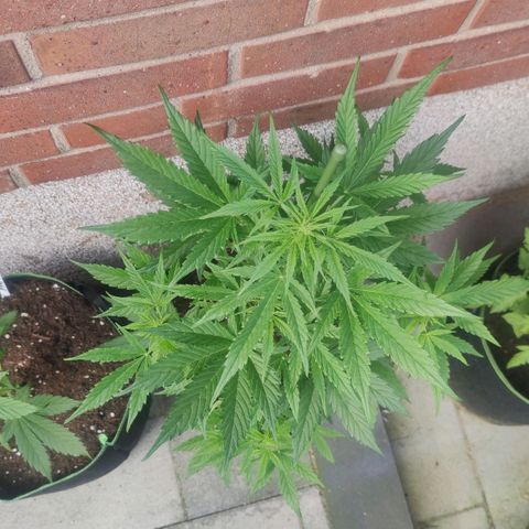 Easy Bud (Automatic) growlog timeline photo