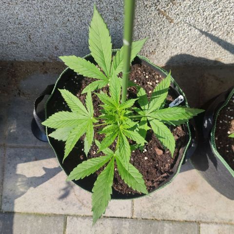 Auto Fat Blueberry  growlog timeline photo