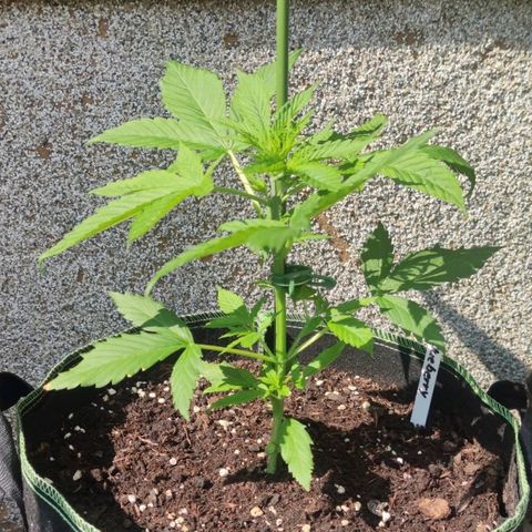 Auto Fat Blueberry  growlog timeline photo