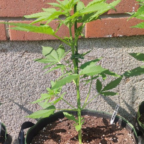 Black Orchid Auto growlog timeline photo
