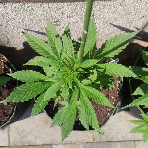 Black Orchid Auto growlog timeline photo