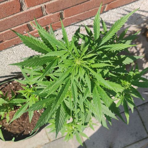 Easy Bud (Automatic) growlog timeline photo