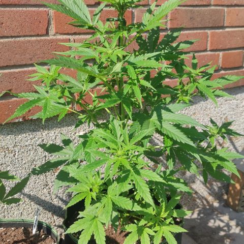 Easy Bud (Automatic) growlog timeline photo