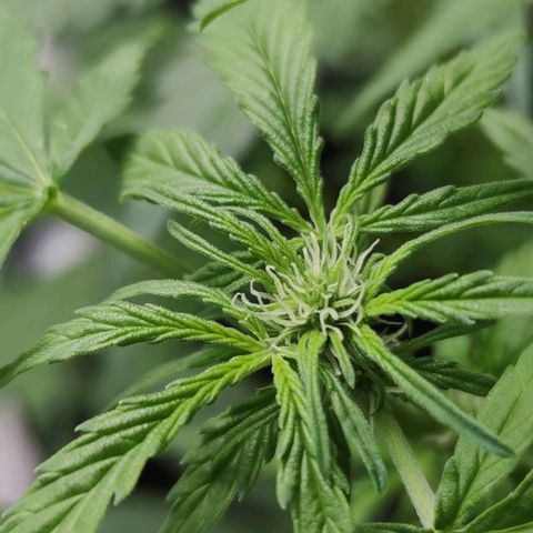 Easy Bud (Automatic) growlog timeline photo