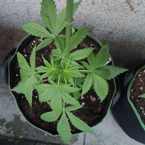 Auto Fat Blueberry  growlog timeline photo