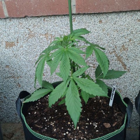 Auto Fat Blueberry  growlog timeline photo