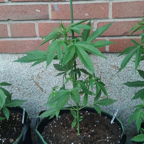 Black Orchid Auto growlog timeline photo
