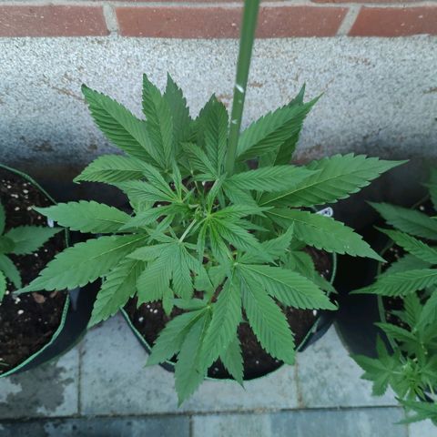 Black Orchid Auto growlog timeline photo