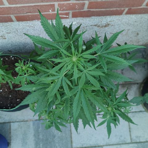 Easy Bud (Automatic) growlog timeline photo