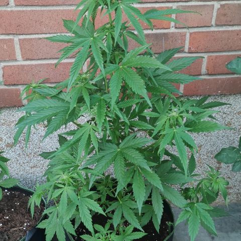 Easy Bud (Automatic) growlog timeline photo