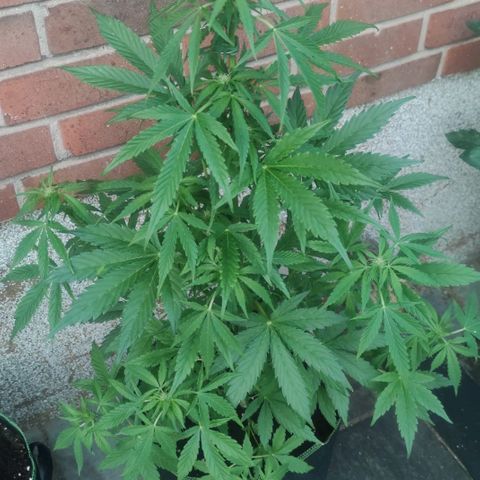 Easy Bud (Automatic) growlog timeline photo