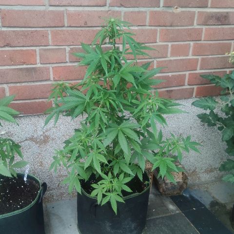 Easy Bud (Automatic) growlog timeline photo