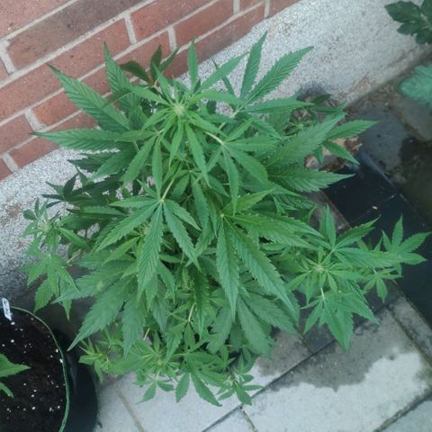 Easy Bud (Automatic) growlog timeline photo