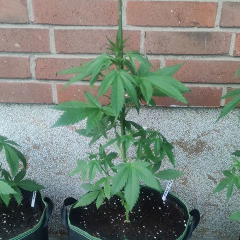 Black Orchid Auto growlog timeline photo