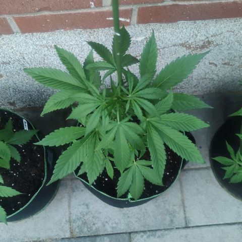 Black Orchid Auto growlog timeline photo