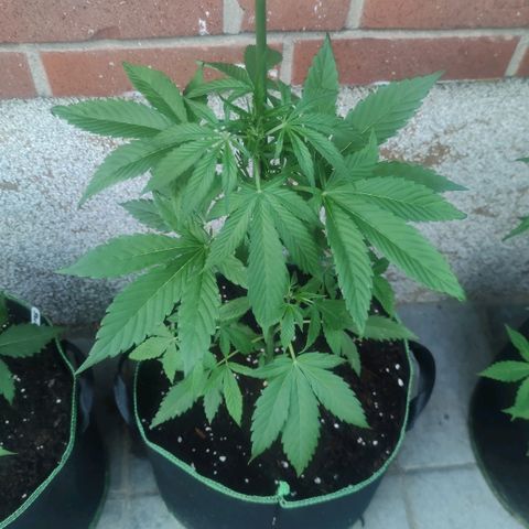Black Orchid Auto growlog timeline photo