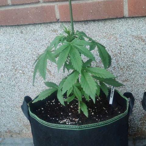Auto Fat Blueberry  growlog photo: Nährstoffmangel?
