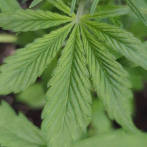 Auto Fat Blueberry  growlog photo: Nährstoffmangel?