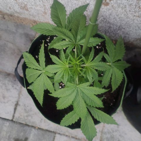 Auto Fat Blueberry  growlog photo: Nährstoffmangel?