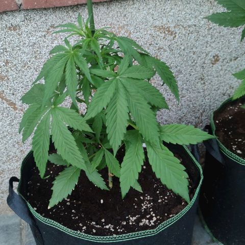 Auto Fat Blueberry  growlog timeline photo