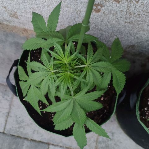 Auto Fat Blueberry  growlog timeline photo
