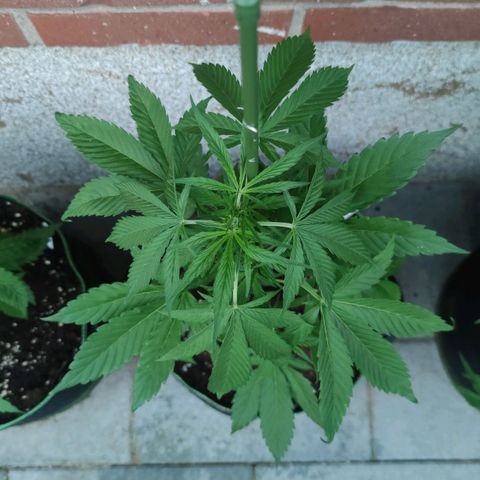 Black Orchid Auto growlog timeline photo