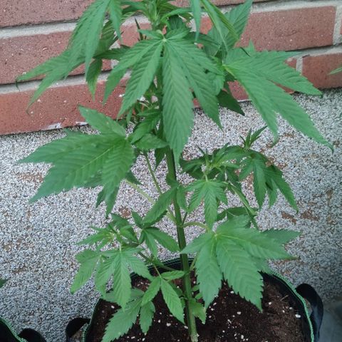Black Orchid Auto growlog timeline photo
