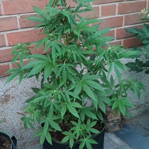 Easy Bud (Automatic) growlog timeline photo