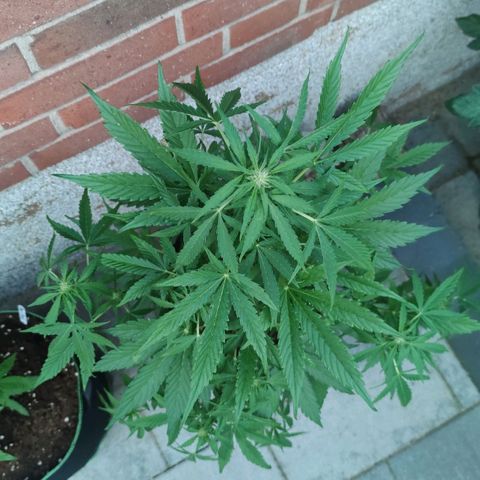 Easy Bud (Automatic) growlog timeline photo