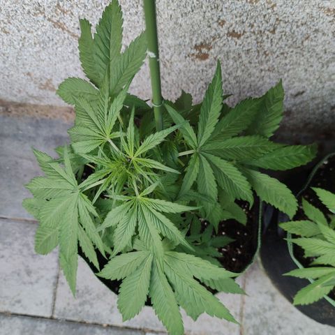 Auto Fat Blueberry  growlog timeline photo