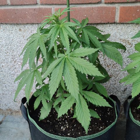 Auto Fat Blueberry  growlog timeline photo