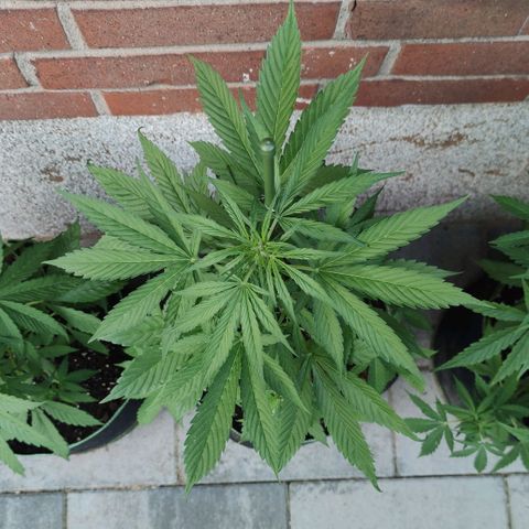 Black Orchid Auto growlog timeline photo