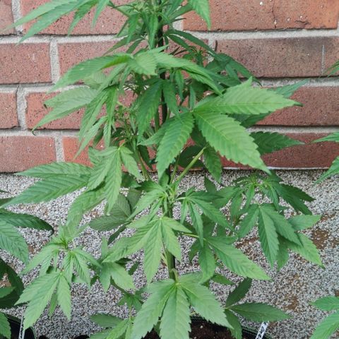 Black Orchid Auto growlog timeline photo