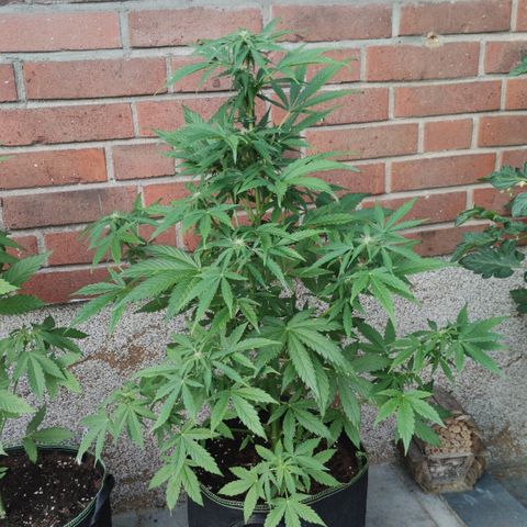 Easy Bud (Automatic) growlog timeline photo